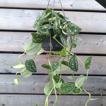 Scindapsus pictus  ´ARGYRAEUS´ - kont. C2L, výška 40-50 cm